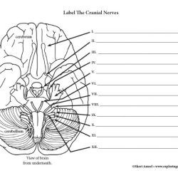 Worksheet anatomy physiology period ch name part key